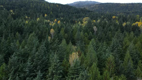 Short 4k aerial video of British columbian forests near Nelson, Canada. Autumn foliage during Octobe