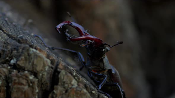 Big horned beetle on tree trunk. Wildlife.