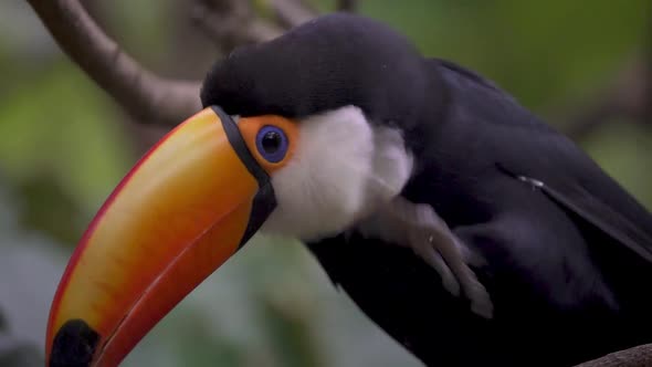 Close up shot of a Ramphastos Toco scratching its chest in slow motion