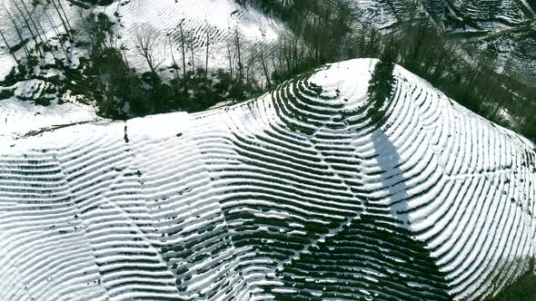 Aerial View of Snowy Tea Garden