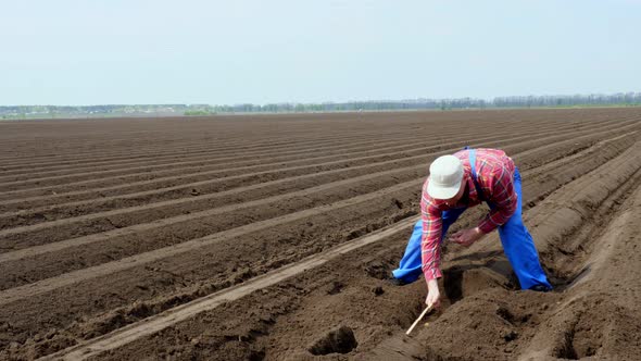 Agronomist, Farmer Checks Quality of Cultivator Potatoe Planting, Measuring Distance Between Potato