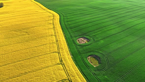 Rapeseed and wheat field at sunrise in spring.