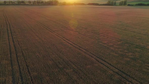 Aerial Shot of Ripe Yellow Wheat Field at Sunset