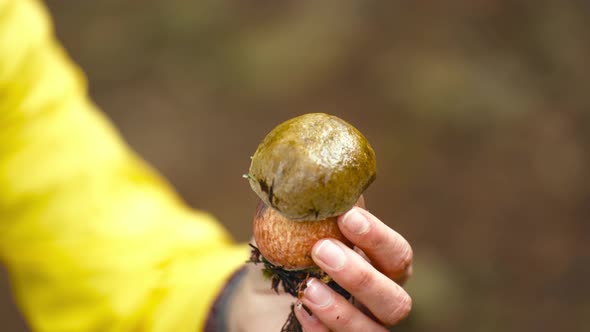 Close Up Female Hand is Holding a Mushroom Boletus
