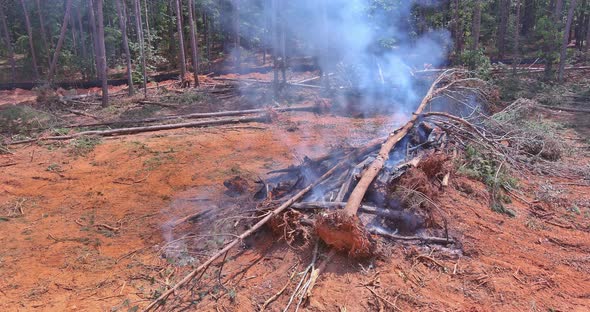 Uprooted Burned Trees From Removing the Land for House Construction