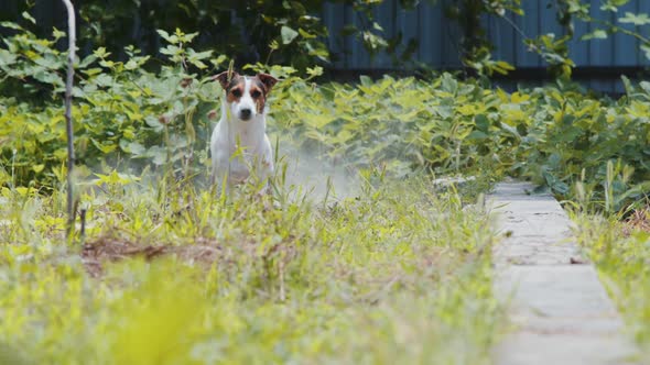 Shot of Jack Russell Dog