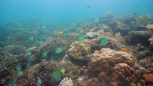 The Underwater World of a Coral Reef