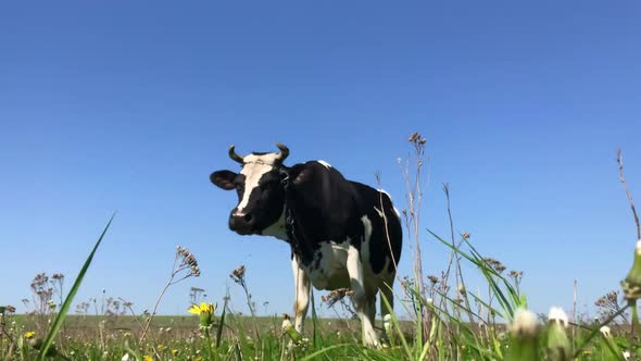 Cows grazing on a green meadow.