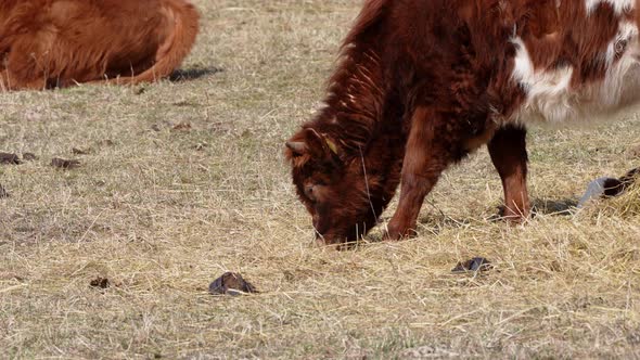 Charolais and Chandler Herefords Cow Eating at Autumn Field