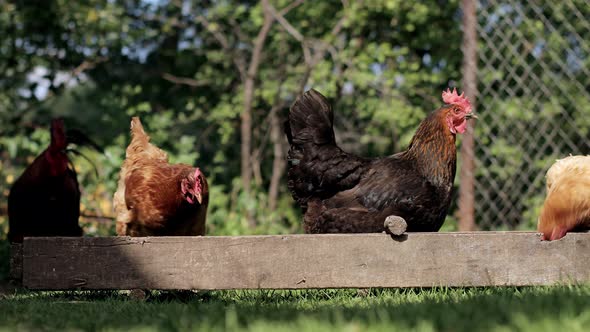 Rural domesticated chickens eat from mangers outside. Agriculture. Chickens in the yard.