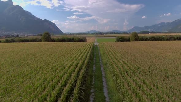 Flight over a path between wheat fields