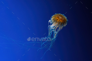 Jellyfish swimming underwater aquarium pool.