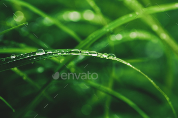Water drops on grass blade, close-up