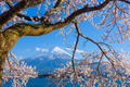 Fuji Mountain During Spring Season with Cherry Blossoms - PhotoDune Item for Sale