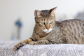 Cute Oriental cat at home, animal portrait - PhotoDune Item for Sale