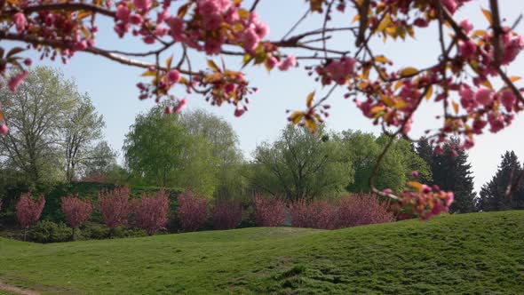 Blooming Sakura Trees on Green Lawn in Botanical Garden on a Spring Day