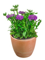 Closeup of a scabiosa flower - PhotoDune Item for Sale