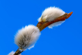 Branch of a red salix branch - PhotoDune Item for Sale
