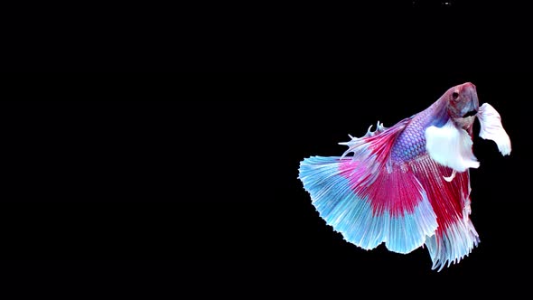 Siamese fighting fish (Betta splendens)