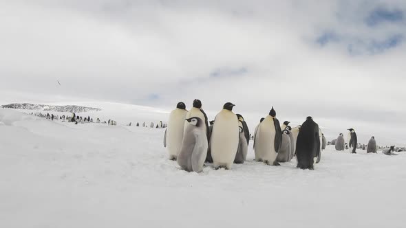 Emperor Penguins with Chiks Close Up in Antarctica