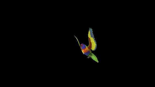 Rainbow Lorikeet - Asian Parrot - Flying Bird - Transparent Transition II