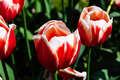 Colorful spring fresh dutch tulips. Assorted colors - PhotoDune Item for Sale