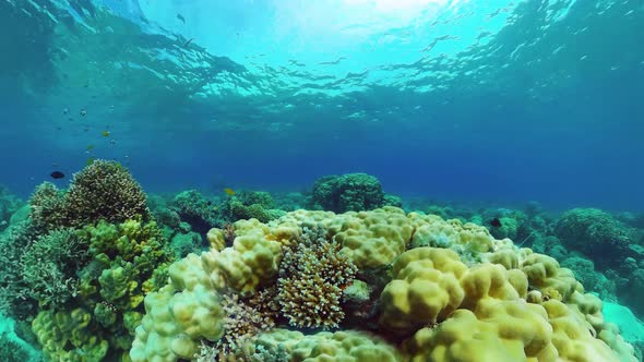 The Underwater World of a Coral Reef. Panglao, Philippines.