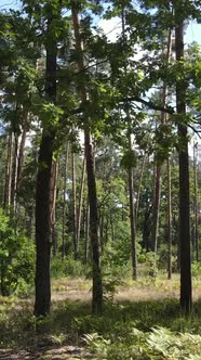 Vertical Video of a Beautiful Natural Landscape in the Forest During the Day