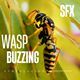 Wasp buzzing