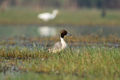 Northern pintail bird resting in the grass - PhotoDune Item for Sale