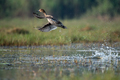 Gadwall duck bird flying out of water in the wetlands - PhotoDune Item for Sale