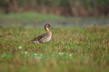 Gadwall bird resting in the tall grass - PhotoDune Item for Sale