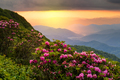 Great Craggy Mountains along the Blue Ridge Parkway in North Carolina, USA with Catawba Rhododendron - PhotoDune Item for Sale