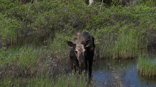 Wild moose eating plants from flood plain in wilderness