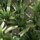 Low Poly Plant with Vray Material - 3DOcean Item for Sale