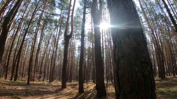 Inside a Pine Forest By Day Slow Motion