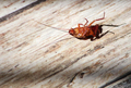 Dead cockroach on the floor, pest control - PhotoDune Item for Sale