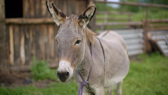 Portait Donkey Shaking Head and Ears To Drive Away Insects on Rural Farm. Gray Donkey Swinging Ears