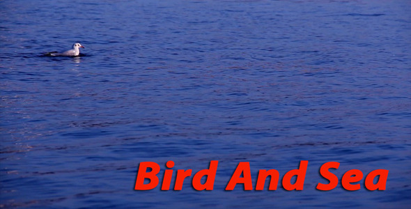 Bird And Sea
