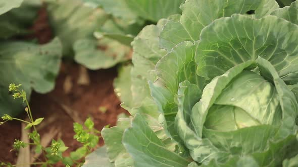 Close Up Footage of Cabbage Crops Blooming In The Farm