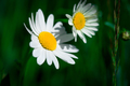 Flowers detail daisies - PhotoDune Item for Sale