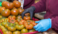 A person making a pile of tomatoes at a market - PhotoDune Item for Sale