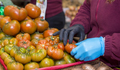 A person making a pile of tomatoes at a market - PhotoDune Item for Sale