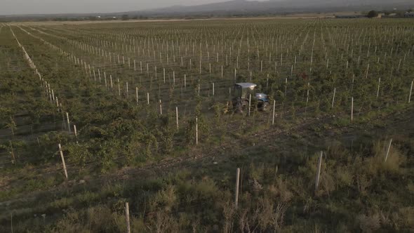 Aerial view farmer on tractor mowing weeds between rows of grapevines in vineyard landscape