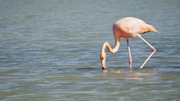 feeding flamingo on isla santa cruz in the galapagos