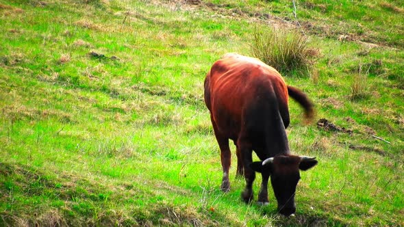 Cows eating grass on a hill, country scenery