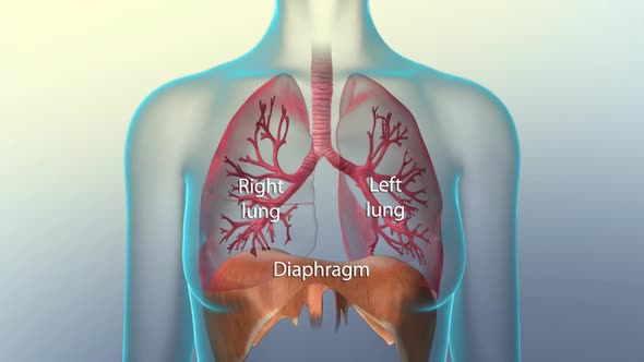 Respiratory system, lungs and bronchi