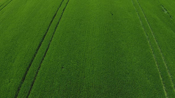 Flying Over A Wheat Field