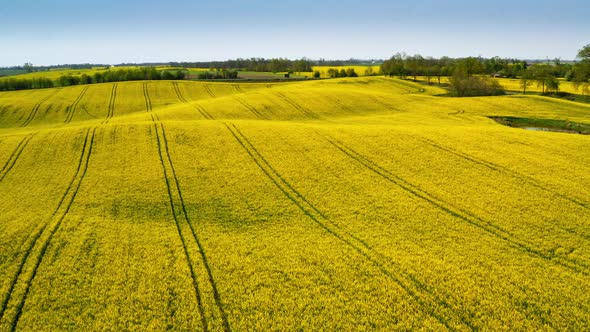Big blooming yellow rape fields from above, Poland alt