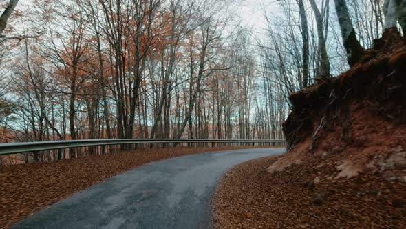 Autumn Forest and street